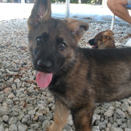 German Shepherd Puppies from Royalty German Shepherds