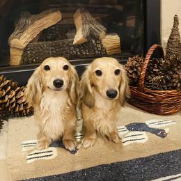 Dachshund Puppies from Northwest Dachshunds