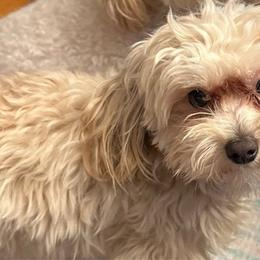 Anakin - Maltipoo