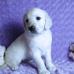 4th pick female - Light golden female Golden Retriever puppy in Pasadena, Maryland from Promise Land