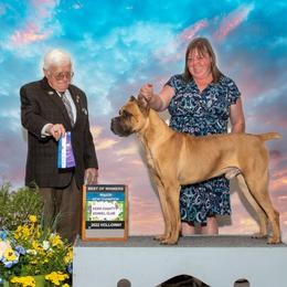 Cane Corso Puppies from JSM Corsos