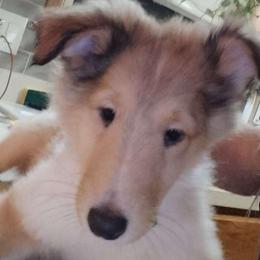 Lord Drogon - Sable merle and white male Collie puppy in Elmhurst, Illinois from Stacey's Collies