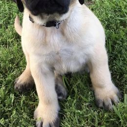 Mastiffs and Yorkshire Terriers from Luper’s Country Critters