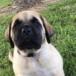 Mastiffs and Yorkshire Terriers from Luper’s Country Critters