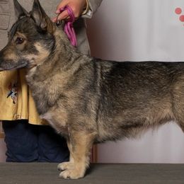 Nova Scotia Duck Tolling Retrievers and Swedish Vallhunds from Firefly Farms