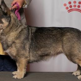Nova Scotia Duck Tolling Retrievers and Swedish Vallhunds from Firefly Farms