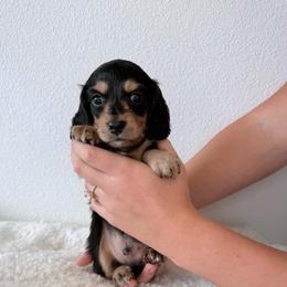 AKC Black and Cream Boy - 2,000 - Black and cream male Dachshund puppy in Fredericksburg, Texas from Goodman Dachshunds