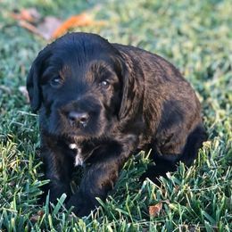 Goldendoodles from McMoniDoodles