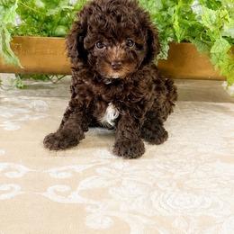 Girl 1 - Brown female Poodle puppy in Hernando Beach, Florida from Minipupps