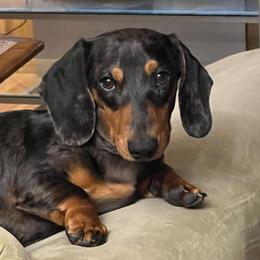 Sammy - Dachshund