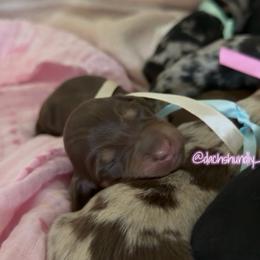 Chérie- 5000 - Chocolate and cream female Dachshund puppy in Summerfield, Florida from Dachshundly Perfect