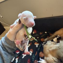 Green - Cream male Dachshund puppy in Spotsylvania Courthouse, Virginia from Doma Za Dachshunds