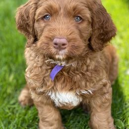 Australian Labradoodle Puppies from Cascade Canyon Labradoodles