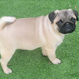 Petey - Pug