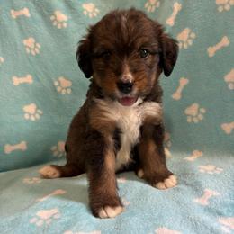 Avonlea - Tri-color female Bernedoodle puppy in Holden, Missouri from Mid-West Bernedoodles