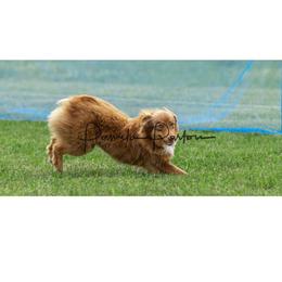 Pickle - Miniature Australian Shepherd
