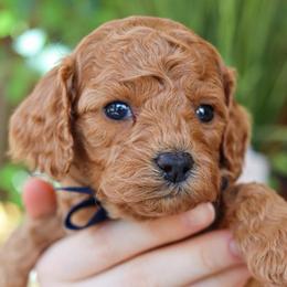 Peter - Red male Cavapoo puppy in Salado, Texas from Red Ranch Dogs