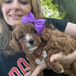 Anna - Red female Cavapoo puppy in Mint Hill, North Carolina from DoodleForever