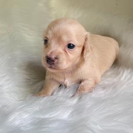 Remmie - Cream female Dachshund puppy in Sumrall, Mississippi from Huckleberry Tails