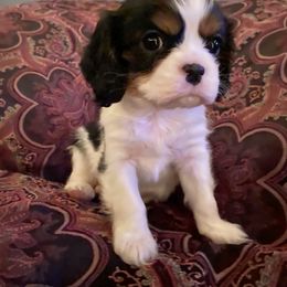 Cavalier King Charles Spaniel Puppies from Sunset Valley Cavaliers