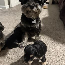 Miniature Schnauzer Puppies from Ancient City Schnauzers