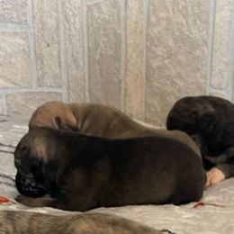 Dirty fawn girl - Fawn female Perro de Presa Canario puppy in Leitchfield, Kentucky from Rey Gladiador Presa Canario