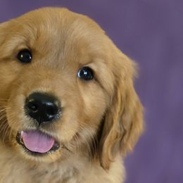 Golden Retrievers from Linda's Golden Luv