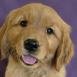 Golden Retrievers from Linda's Golden Luv