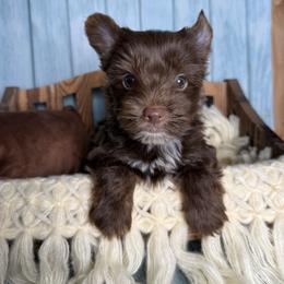 West - Chocolate and tan male Yorkshire Terrier puppy in Tulsa, Oklahoma from Conns Cuddly Canines