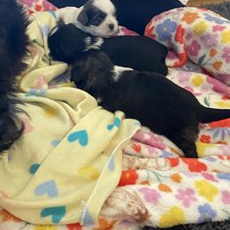 Shih Tzu Puppies from Eastern Long Island Shih Tzu