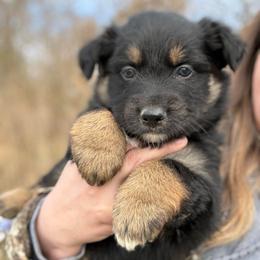 Glenn - Black tri-color male Australian Shepherd puppy in Nicholasville, Kentucky from Sugar Creek Aussies