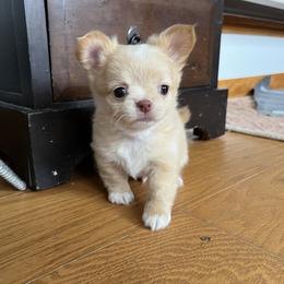 Chihuahua Puppies from Home Grown Chihuahuas From Iowa