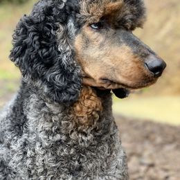 Goldendoodle and Poodle All Grown Up from Colorful Creations Doodles and Poodles