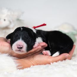 Rune - Black and white male Border Collie puppy in Conway, Missouri from 2J 2K Border Collies | Maremma Sheepdogs