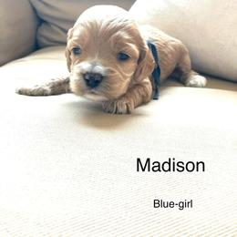 Madison - Buff and white female Cockapoo puppy in Spring Valley, Wisconsin from Filipiak Breeders