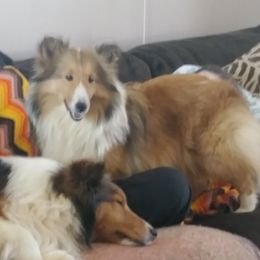 Oriana - Shetland Sheepdog