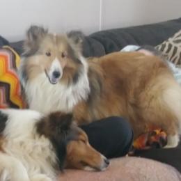 Oriana - Shetland Sheepdog