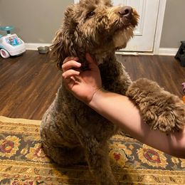 Aussiedoodle, Australian Shepherd, Miniature American Shepherd, and Poodle All Grown Up from Mammydoodles282