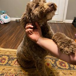 Aussiedoodle, Australian Shepherd, Miniature American Shepherd, and Poodle All Grown Up from Mammydoodles282