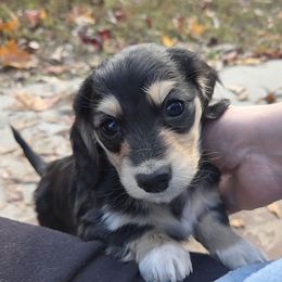 Suki - Black and cream female Dachshund puppy in Batesville, Arkansas from Willow Tree Dachshunds