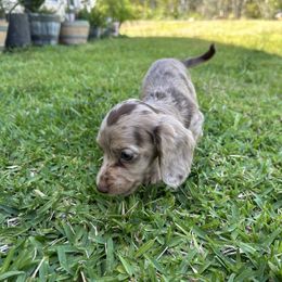 Amy - Dapple Dachshund puppy in Sebring, Florida from Mini Weenies