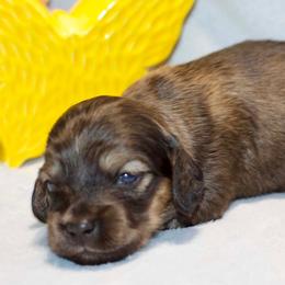 Loper - Cream male Dachshund puppy in Bellville, Ohio from JK Mini Doxies