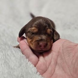 Nala - Dapple female Dachshund puppy in Anaconda, Montana from Montana Country Dachshunds
