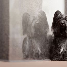 Skye Terriers from Anamchara Skye Terriers
