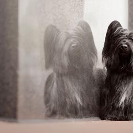 Skye Terriers from Anamchara Skye Terriers