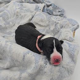 Sally - Mantle female Great Dane puppy in Caldwell, Idaho from Miner's Dynamic Danes