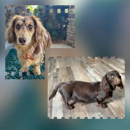 Dachshund puppies from Steele Half Acre Homestead