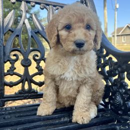 Girl (yellow collar) 1 - Apricot female Goldendoodle puppy in Crawford, Mississippi from Magnolia State Poodles and Doodles