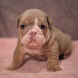 Rosemary - Lilac tri-color female Bulldog puppy in Warsaw, New York from Hillview Kennels