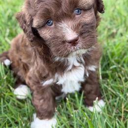 Hailey - Brown and white female Aussiedoodle puppy in Troy, South Carolina from Australian Shepherds of 3/W Farms